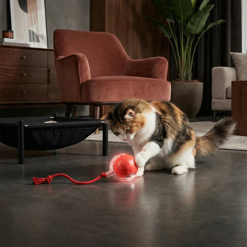 Interaktiver Elektrischer Spielball für Hunde & Katzen